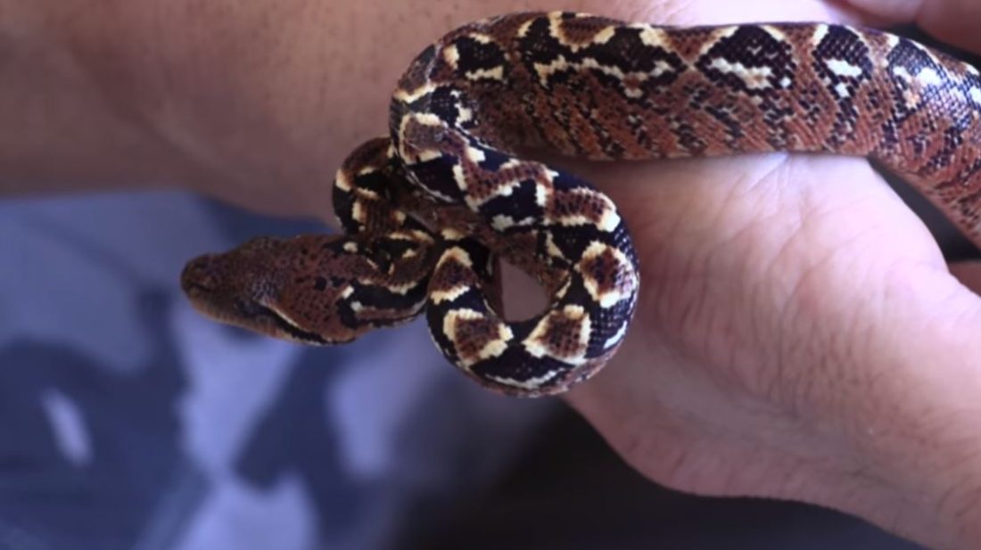 Reptile Reality-Madagascar Tree Boas | DM EXOTICS