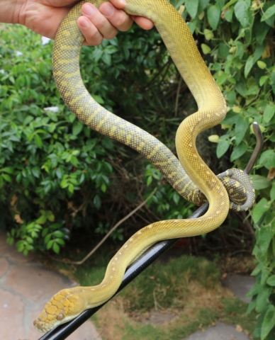 Pythons | DM EXOTICS